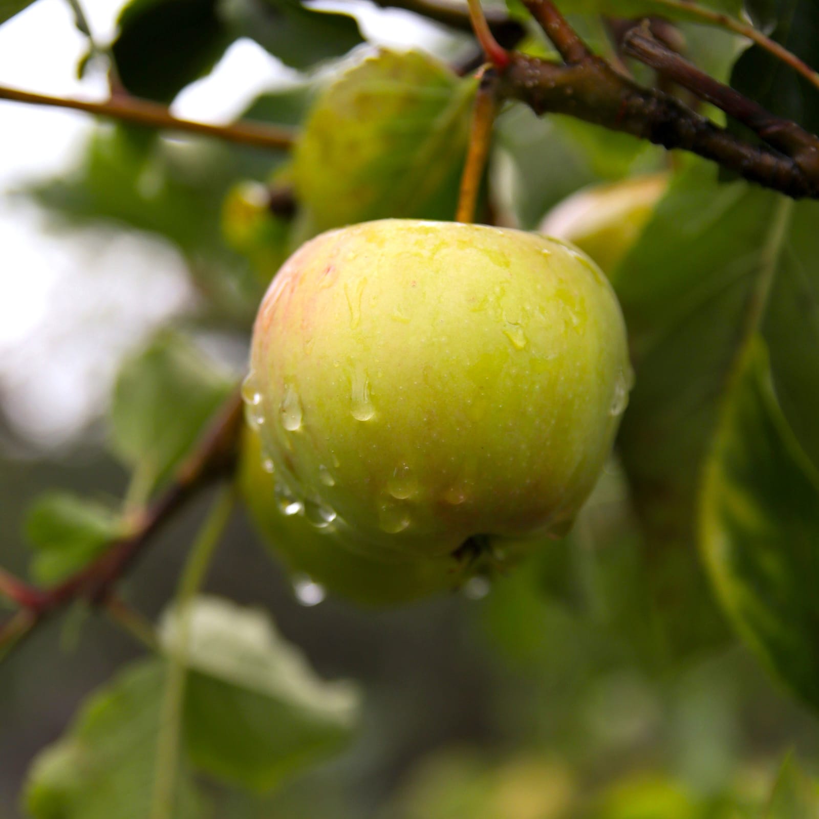 A green apple on the branch, beaded with raindrops.