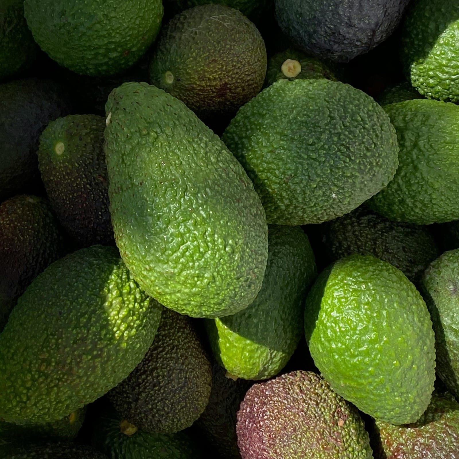 A heap of picked avocados, their dark-green skins pebbled.