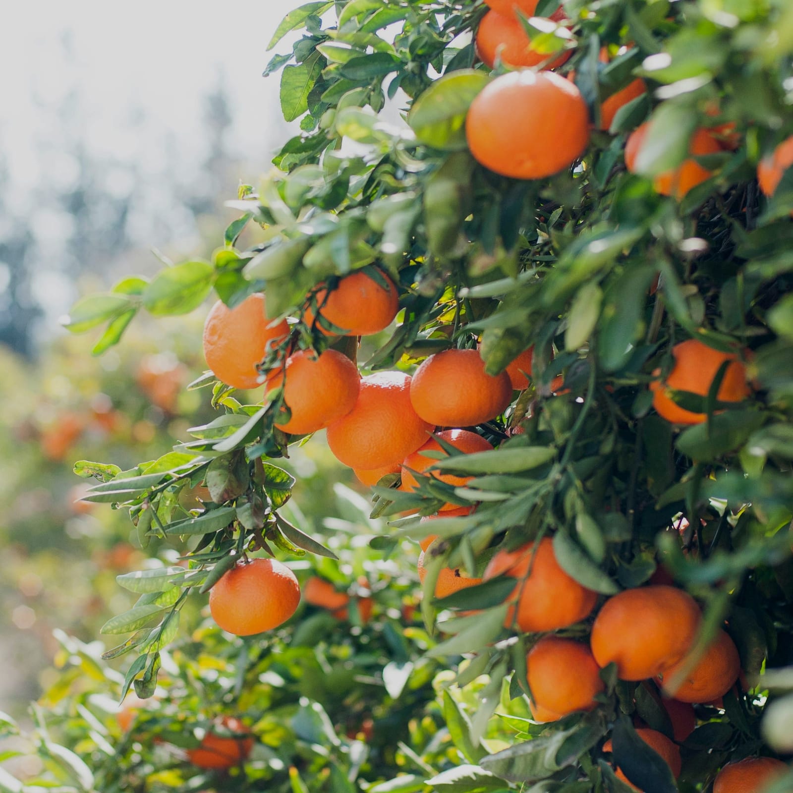 Ripe oranges hanging among the leaves of a citrus tree, the orchard blurred behind.