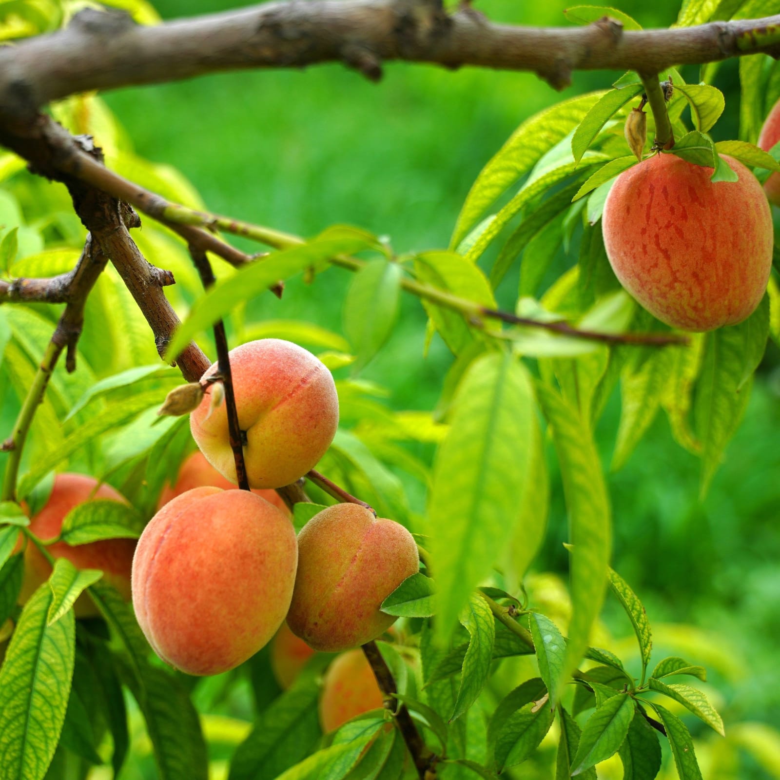 Ripe peaches, red over yellow, hanging among long green leaves on a branch.