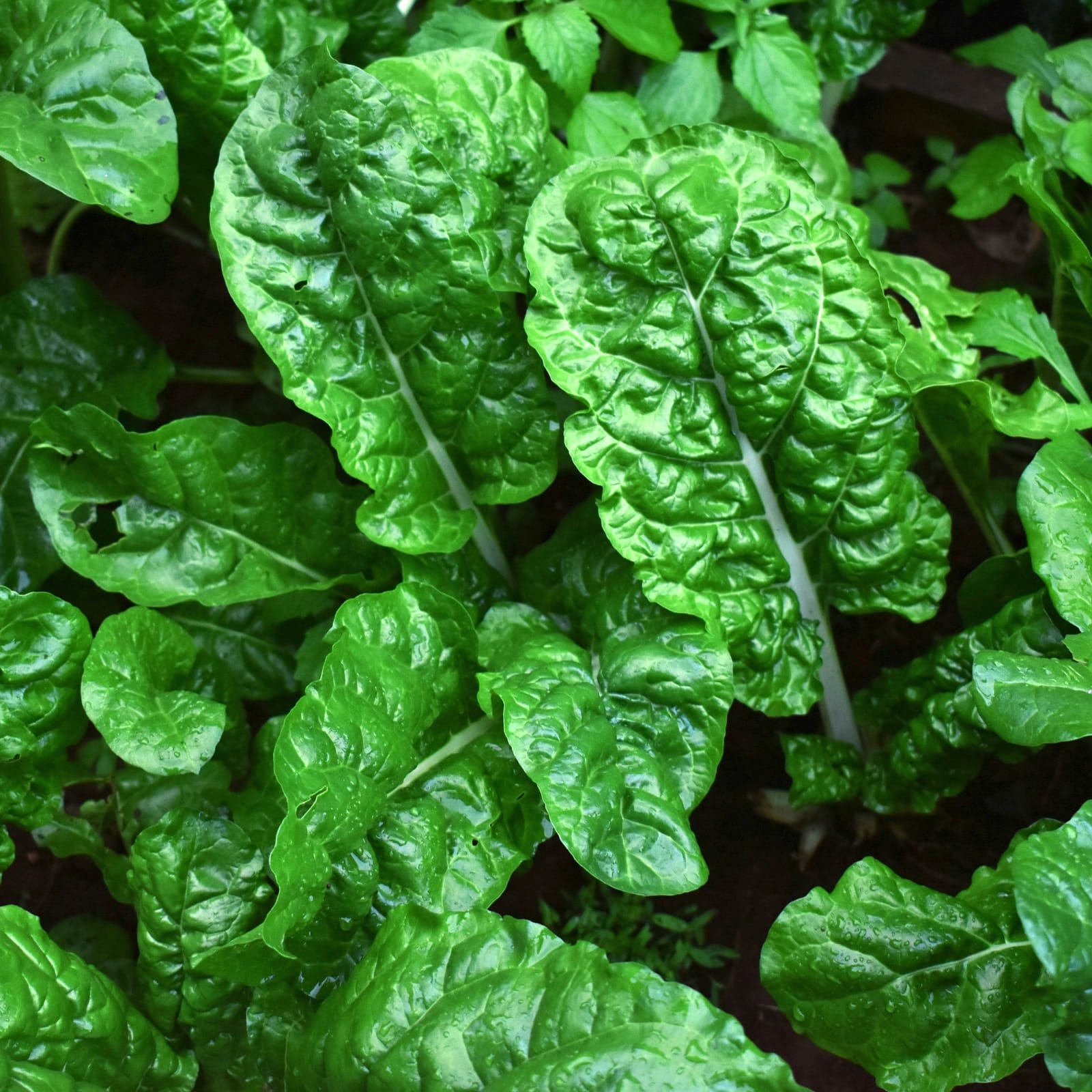 A bed of glossy, crinkled, dark-green leafy greens with pale midribs.