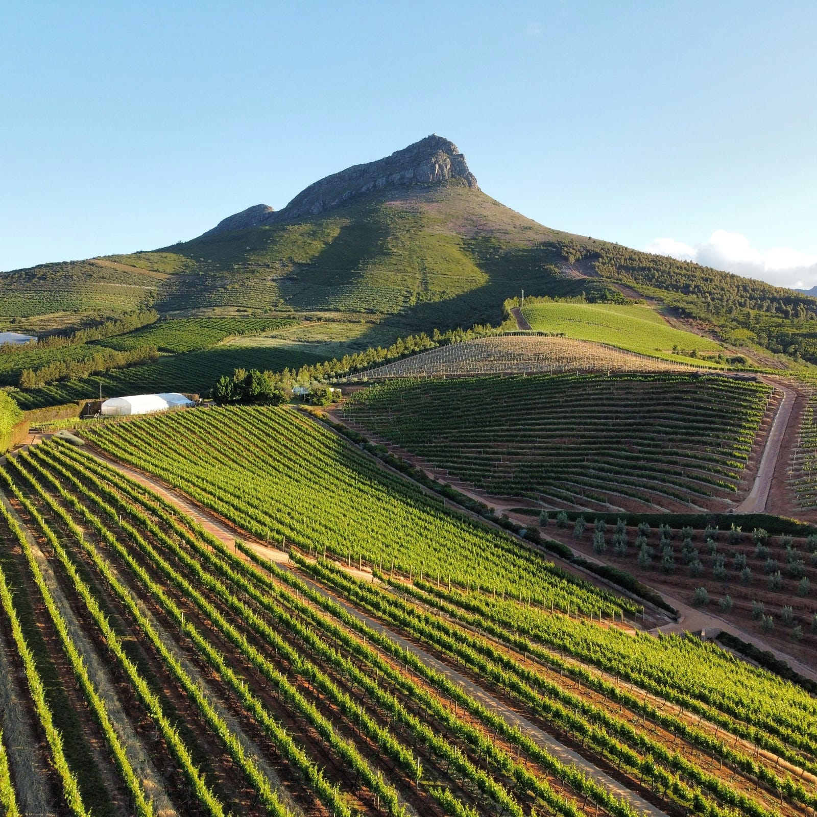 Rows of vines running down a hillside towards a farm road, under a green mountain peak in evening sun.