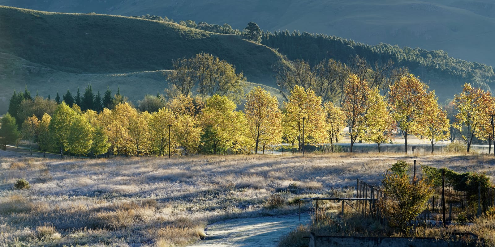 A tree-lined lane in the Drakensberg on a frosty morning, the trees yellow in low sun and the grass white with frost, wooded hills behind.